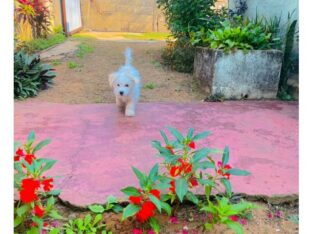 Cachorro  Maltes
