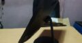 All in One Lenovo V310 Intel Pentium Silver J5040 4GB RAM 500GB HDD