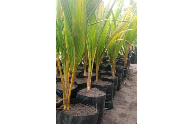 Venda de coqueiros híbridos anão