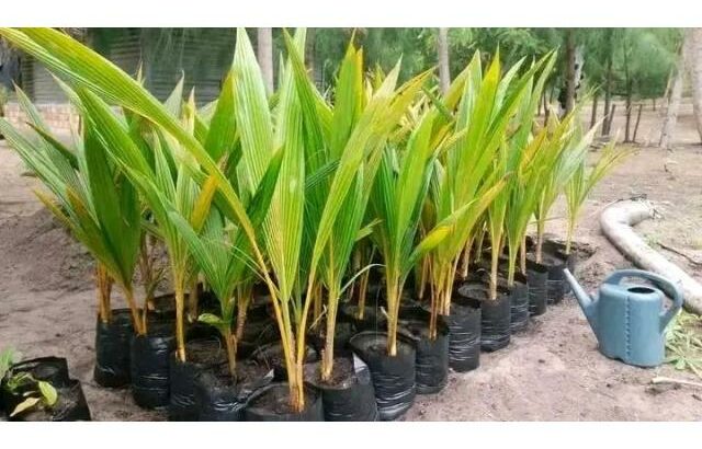 Venda de coqueiros híbridos anão