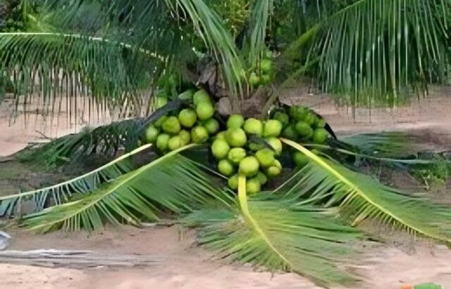 Venda de coqueiros híbridos anão
