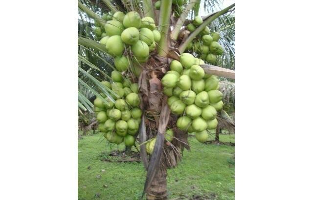 Venda de coqueiros híbridos anão