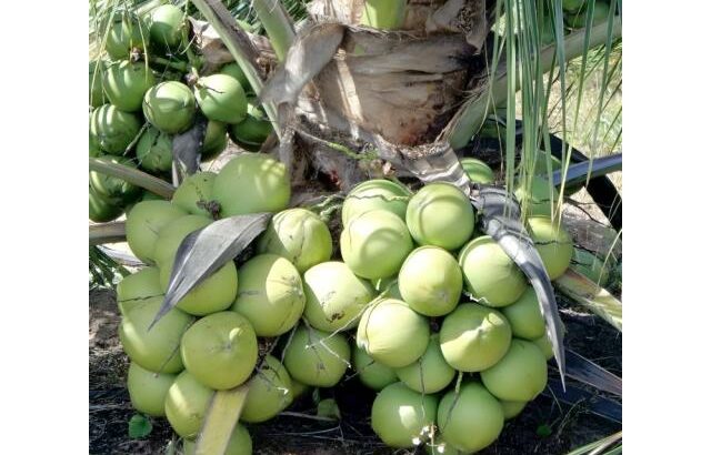 Venda de coqueiros híbridos anão
