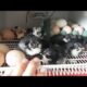 Serviços de incubação de pintos