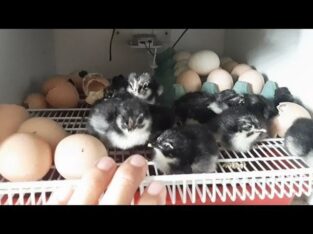 Serviços de incubação de pintos
