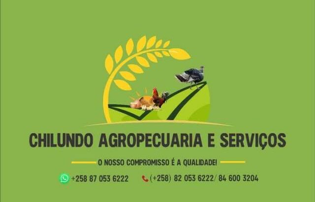 Serviços de incubação de pintos