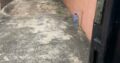Vende se Geminada Tipo 4