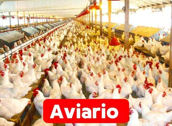 Vende-se Aviário em Maputo