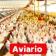 Vende-se Aviário em Maputo