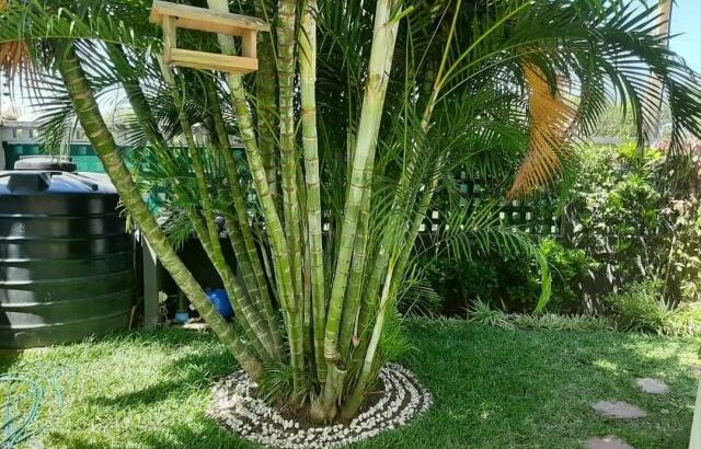 VENDE-SE moradia T3 no Triunfo Velho