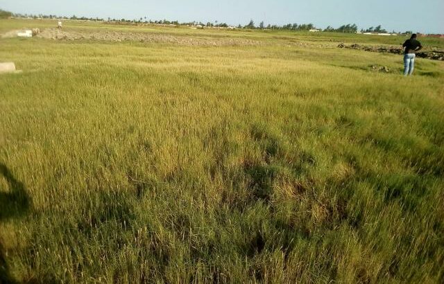 Na Estrada Circular Terreno 100/3000 (30 Hectares Muntanhana)