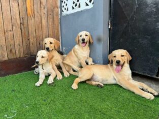 Bebês da raça:Labrador Retreiver ❤️