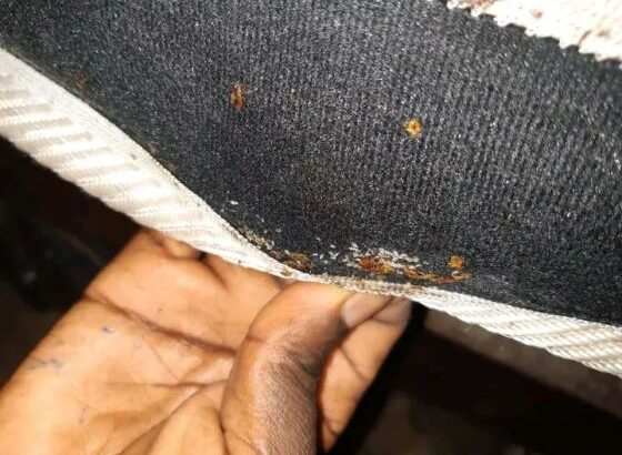 Serviços de fumigação & Limpeza ao domicílio