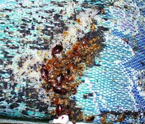 Serviços de fumigação & Limpeza ao domicílio