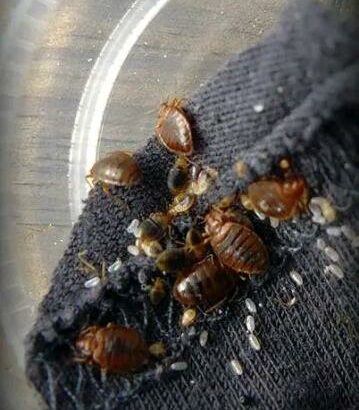 Serviços de fumigação & Limpeza ao domicílio