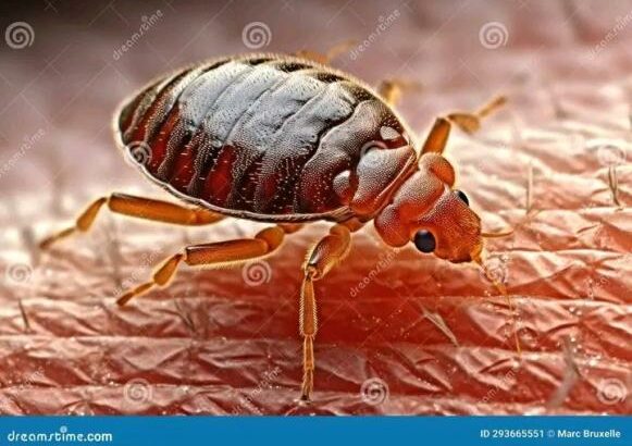 Serviços de fumigação & Limpeza ao domicílio