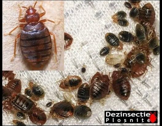 Serviços de fumigação & Limpeza ao domicílio