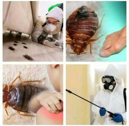 Serviços de fumigação & Limpeza ao domicílio