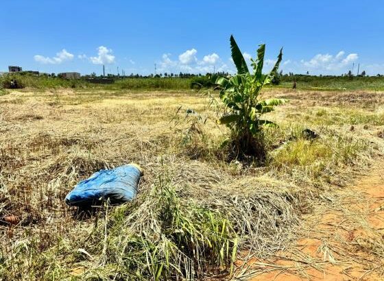 Fracção 50x50m na Costa do Sol – Dona Alice