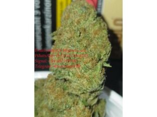 Buy medical marijuna weed seeds wax mushroom shrooms online (+237) 672564181)