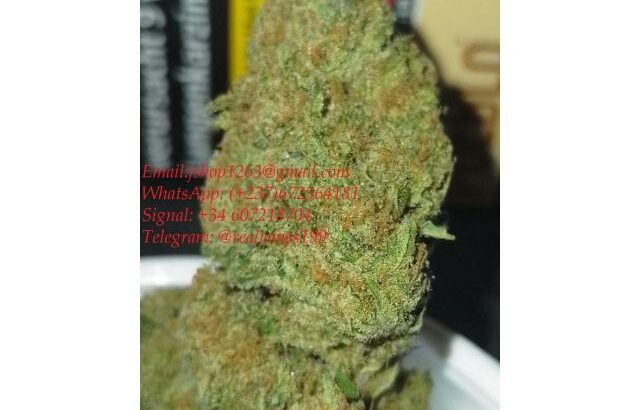 Buy medical marijuna weed seeds wax mushroom shrooms online (+237) 672564181)