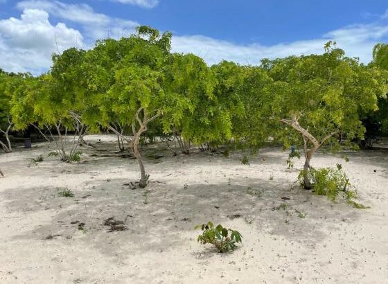 Terreno com 5 hectares na Praia de Vilanculos ⛱️
