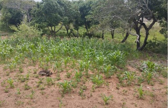 4 Terrenos a venda na Katembe-Chali (Praia) parcelados