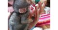 Filhotes de macaco adoráveis disponíveis para venda/adoção Número do WhatsApp: +1 (870) 517-7223