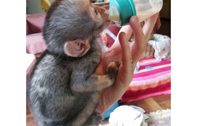 Filhotes de macaco adoráveis ​​disponíveis para venda/adoção Número do WhatsApp: +1 (870) 517-7223
