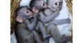 Filhotes de macaco adoráveis disponíveis para venda/adoção Número do WhatsApp: +1 (870) 517-7223