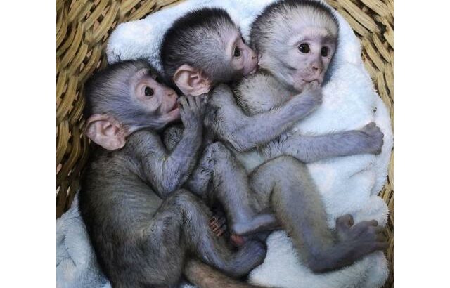 Filhotes de macaco adoráveis ​​disponíveis para venda/adoção Número do WhatsApp: +1 (870) 517-7223