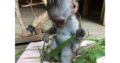 Filhotes de macaco adoráveis disponíveis para venda/adoção Número do WhatsApp: +1 (870) 517-7223