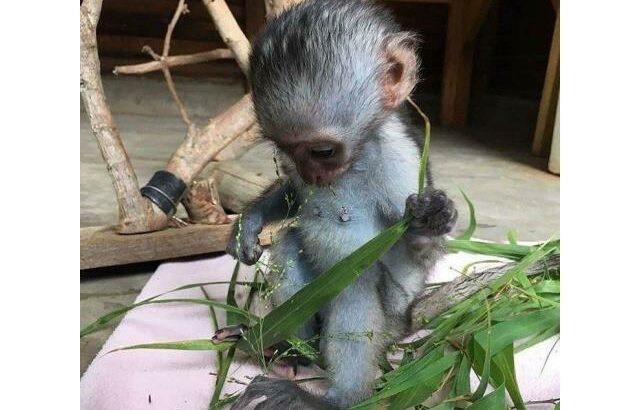 Filhotes de macaco adoráveis ​​disponíveis para venda/adoção Número do WhatsApp: +1 (870) 517-7223