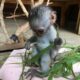 Filhotes de macaco adoráveis ​​disponíveis para venda/adoção Número do WhatsApp: +1 (870) 517-7223