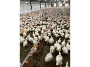 Vende-se Aviário industrial na FACIM