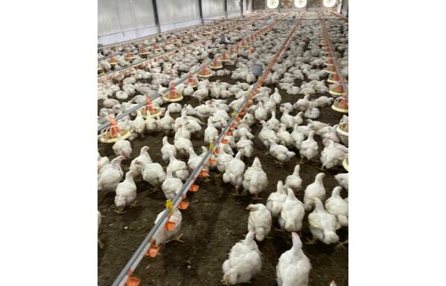 Vende-se Aviário industrial na FACIM