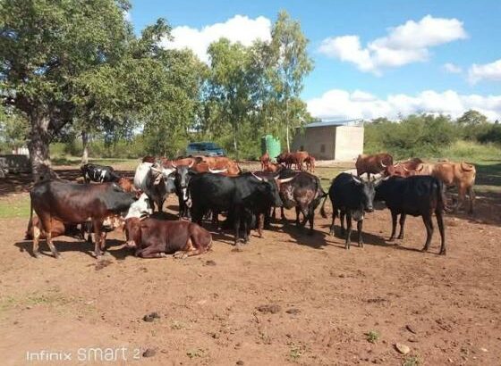 QUINTA A VENDA NA NAMAACHA