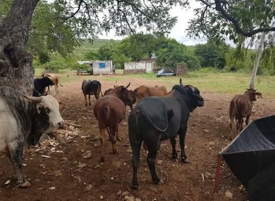 QUINTA A VENDA NA NAMAACHA