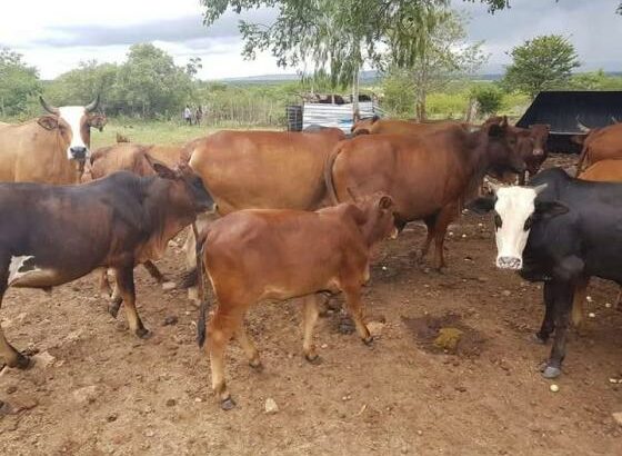 QUINTA A VENDA NA NAMAACHA